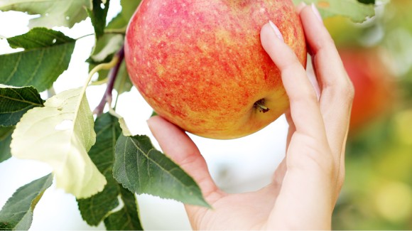 Eine Hand pflückt einen reifen Apfel vom Apfelbaum